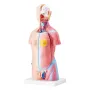 Human Body Model, 23 Parts 18 inch, Human Torso Anatomy Model Unisex Anatomical Skeleton Model with Removable Organs,