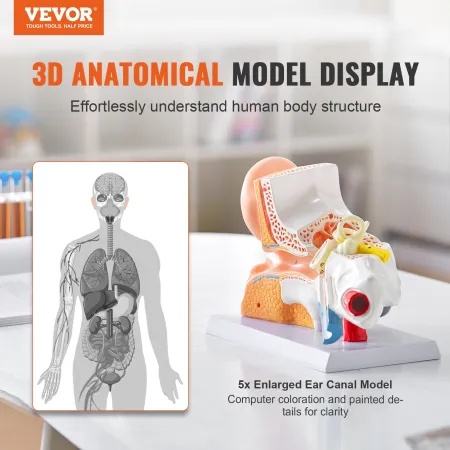 Human Ear Anatomy Model, 3 dele 5 gange forstørret menneskelig