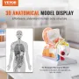 Human Ear Anatomy Model, 3 dele 5 gange forstørret menneskelig