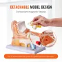 Human Ear Anatomy Model, 3 dele 5 gange forstørret menneskelig