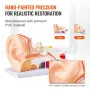 Human Ear Anatomy Model, 3 Parts 5 Times Enlarged Human Ear Model Displaying Outer, Middle, Inner Ear with Base, Professional PV