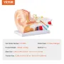 Human Ear Anatomy Model, 3 dele 5 gange forstørret menneskelig