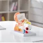 Human Ear Anatomy Model, 3 dele 5 gange forstørret menneskelig