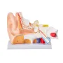Human Ear Anatomy Model, 3 Parts 5 Times Enlarged Human Ear Model Displaying Outer, Middle, Inner Ear with Base, Professional PV