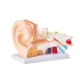 Human Ear Anatomy Model, 3 dele 5 gange forstørret menneskelig