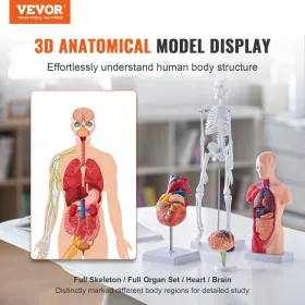 Human Anatomy Models Bundle Set, Brain, Human Torso Body, Heart, Skeleton Model Set of 4, Hands-on 3D Model Study Tools