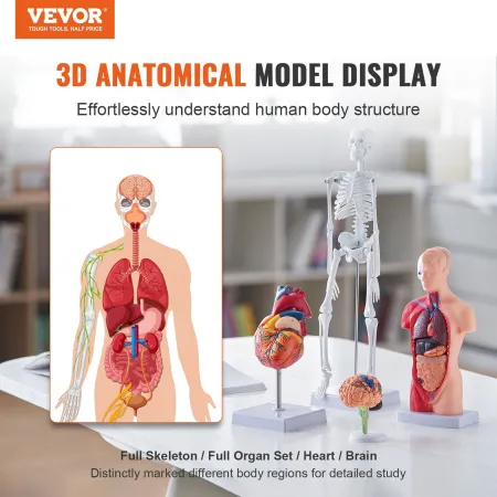 Human Anatomy Models Bundle Set, Brain, Human Torso Body, Heart, Skeleton Model Set of 4, Hands-on 3D Model Study Tools Teaching