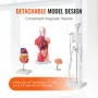 Human Anatomy Models Bundle Set, Brain, Human Torso Body