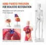 Human Anatomy Models Bundle Set, Brain, Human Torso Body, Heart, Skeleton Model Set of 4, Hands-on 3D Model Study Tools Teaching