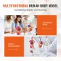 Human Anatomy Models Bundle Set, Brain, Human Torso Body