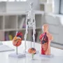 Human Anatomy Models Bundle Set, Brain, Human Torso Body
