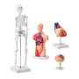 Human Anatomy Models Bundle Set, Brain, Human Torso Body, Heart, Skeleton Model Set of 4, Hands-on 3D Model Study Tools Teaching