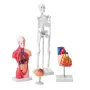 Human Anatomy Models Bundle Set, Brain, Human Torso Body, Heart, Skeleton Model Set of 4, Hands-on 3D Model Study Tools Teaching