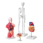 Human Anatomy Models Bundle Set, Brain, Human Torso Body