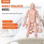 Nursing Training Manikin, Male/Female Life Size Demonstration Human Manikin for Nursing Training, Multifunctional Education Teac