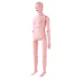 Nursing Training Manikin, Female Life Size Demonstration Human Manikin for Nursing Training, Multifunctional Education Teaching 
