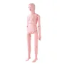 Nursing Training Manikin, Female Life Size Demonstration Human Manikin for Nursing Training, Multifunctional Education Teaching 