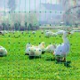 Electric Fence Netting, 48" H x 168' L, PE Net Fencing Kit with Posts & Double-Spiked Stakes, Utility Portable Mesh for Chickens
