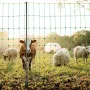 Electric Fence Netting, 1.06 x 49.98 m, PE Net Fencing with Posts & Double-Spiked Stakes, Utility Portable Mesh for Goats, Sheep