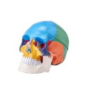Human Skull Model, 3 Parts Human Skull Anatomy, Life-Size Painted Anatomy Skull Model, PVC Anatomical Skull, Detachable