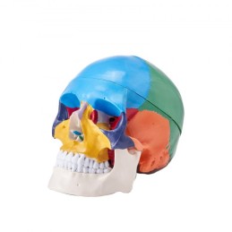 Human Skull Model, 3 Parts Human Skull Anatomy, Life-Size Painted Anatomy Skull Model, PVC Anatomical Skull, Detachable