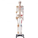 Human Skeleton Model for Anatomy, 71.65 "Livsstørrelse, nøjagtig PVC Anatomy Skeleton -model med ledbånd, bevægelige arme, ben &