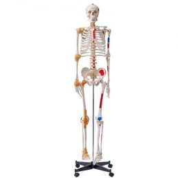 Human Skeleton Model for Anatomy, 71.65" Life Size, Accurate PVC Anatomy Skeleton Model with Ligaments, Movable Arms, Legs &
