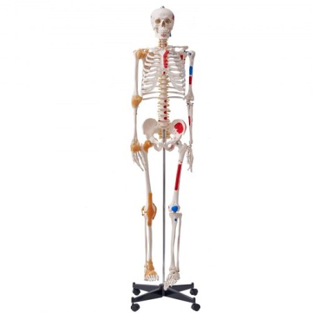 Human Skeleton Model for Anatomy, 71.65 "Livsstørrelse, nøjagtig PVC Anatomy Skeleton -model med ledbånd, bevægelige arme, ben &