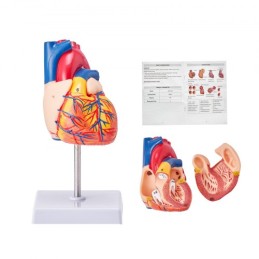 Human Heart Model, 2-Part 1:1 Life Size, Anatomically Accurate Numbered Anatomical Heart Model with Anatomically Correct