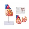 Human Heart Model, 2-del 1: 1 Livsstørrelse, anatomisk nøjagtig nummereret anatomisk hjertemodel med anatomisk korrekt