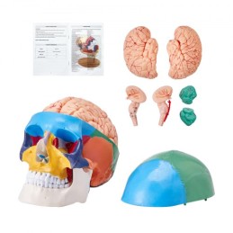 Human Skull Model, 8 dele hjerne og 3 dele kranium, livsstørrelse malet anatomi kranium model, PVC anatomisk kranium, aftagelig