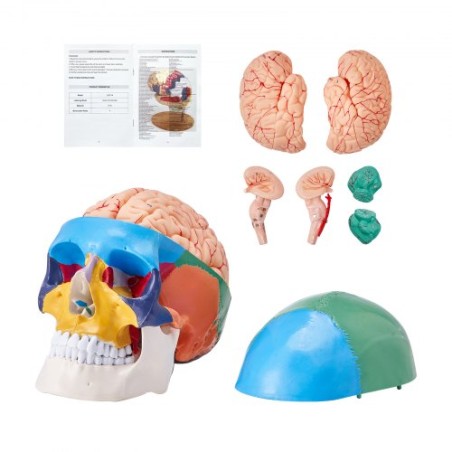 Human Skull Model, 8 dele hjerne og 3 dele kranium, livsstørrelse malet anatomi kranium model, PVC anatomisk kranium, aftagelig