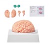 Human Brain Model Anatomy, 1:1 Life-Size 9-Part Human Brain Anatomical Model with Labels & Display Base, Detachable Brain Model