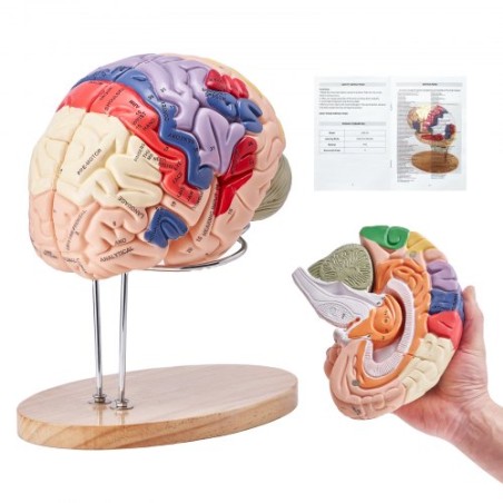 Human Brain Model Anatomy, 2X Life-Size 4-Part Human Brain Anatomical Model with Labels & Display Base, Color-Coded Detachable