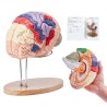 Human Brain Model Anatomy, 2x Livsstørrelse 4-delt menneskelig hjerne Anatomisk model med etiketter og displaybase, farvekodet