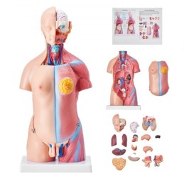 Human Body Model, 23 Parts 18 inch, Human Torso Anatomy Model Unisex Anatomical Skeleton Model with Removable Organs,