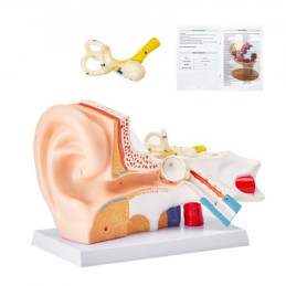 Human Ear Anatomy Model, 3 dele 5 gange forstørret menneskelig øremodel, der viser ydre, midterste, indre øre med base,
