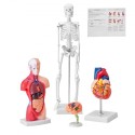 Human Anatomy Models Bundle Set, Brain, Human Torso Body, Heart, Skeleton Model Set på 4, Hands-on 3D Model Study Tools Tools