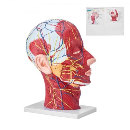 Human Half Head Superficial Neurovascular Model with Musculature, 1:1 Life Size Anatomical Head Neck Model Skull and Brain for