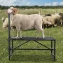 Goat & Sheep Stand, 51x23 inch Livestock Stand, Metal Livestock Milking and Shearing Stand 21" to 33" Adjustable Height, with He