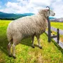 Livestock Trimming Stand, Goat & Sheep Stand 9.37-12.8 inch Adjustable Height 0-5.4 inch Width, Metal Goat Milking and Shearing 