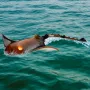 Fjernbetjening Manta Ray Toy 2.4 GHz High Speed ​​RC Boat Kids