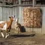 Livestock Hay Feeder, 24 Gallons Large Capacity, Heavy-Duty Steel Goat Hay Rack, 27'' Long Wall Mounted Horse Hay Holder, Multip