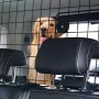 Dog Car Barrier, 38"-66.3" Adjustable Car Divider for Trunk Cargo Area, Universal-Fit Back Seat Heavy-Duty Wire Mesh Dogs Separa