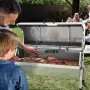 Lam Rotisserie, 132 kg kapacitet, rustfrit stål svine lam